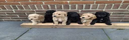 Labradoodle honden te koop: Mini Labradoodle puppy's - Advertentie 1