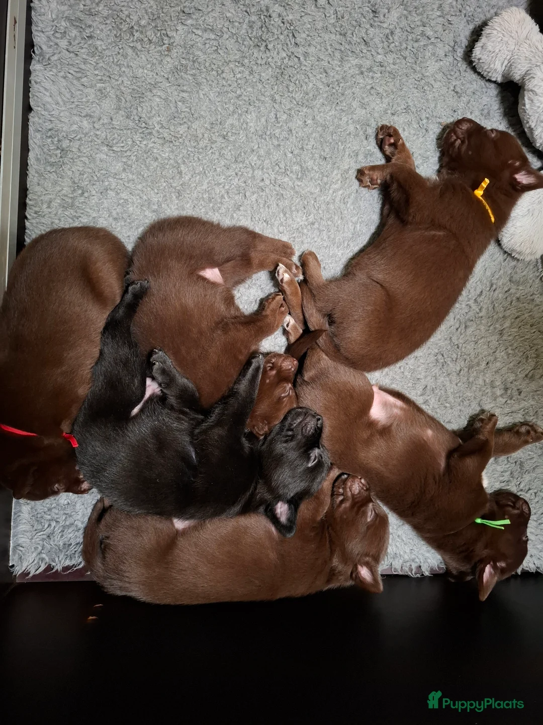 Australian Kelpie honden te koop: Mooie Australian Kelpie pups - Advertentie 11