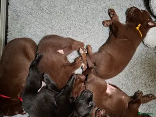 Australian Kelpie honden Mooie Australian Kelpie pups - Advertentie 1