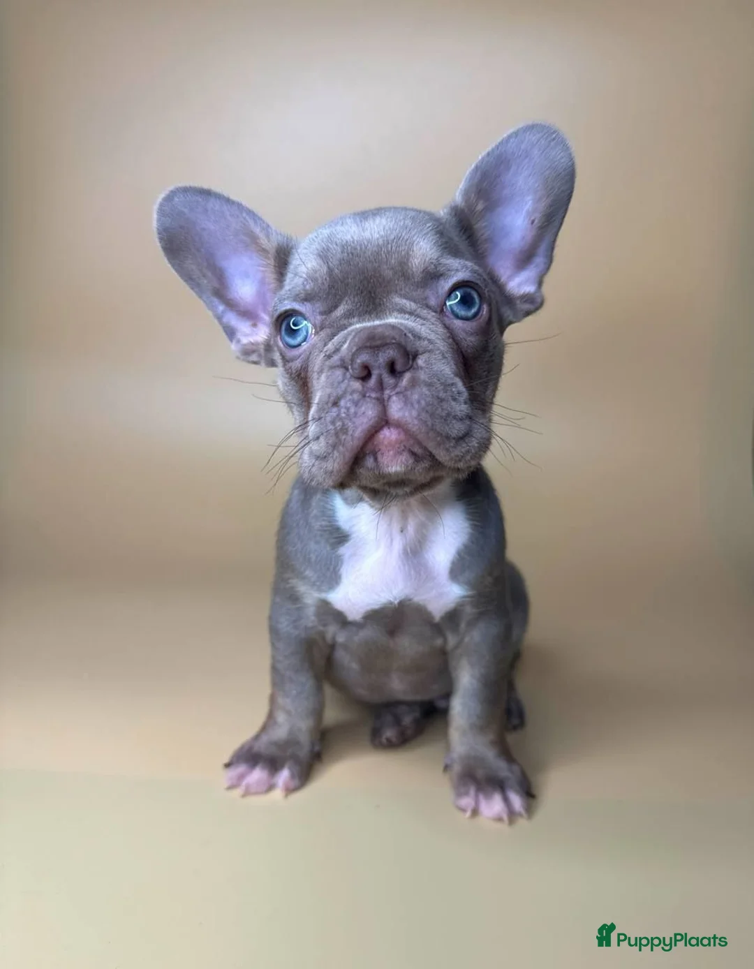 Franse Bulldog honden te koop: Franse Bulldog pupps - Advertentie 1