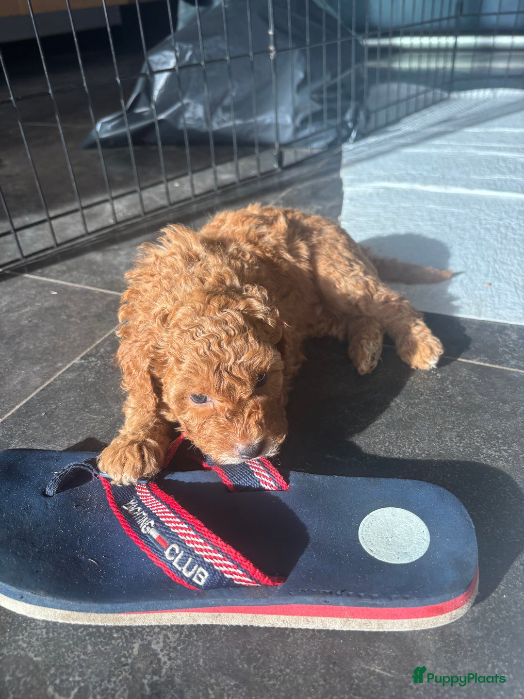 Labradoodle honden te koop: Mini labradoodle te koop - 1 teefje beschikbaar - Advertentie 7