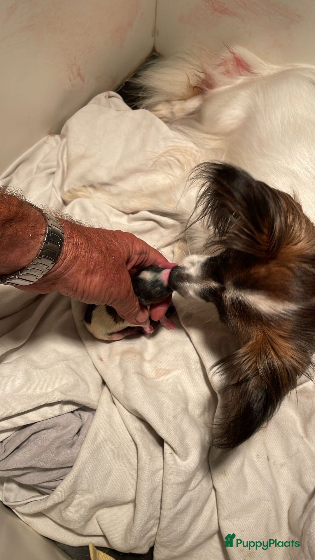 Vlinderhondje honden te koop: Mooie wit/sable Pappilon pup - Advertentie 4