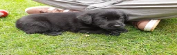 Labrador Retriever honden te koop: Labrador pups - Advertentie 6