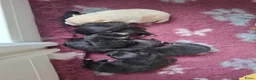 Pomeriaan honden te koop: Dwergkees/pomeriaan pups nog 2 reutjes zwart  - Advertentie 9