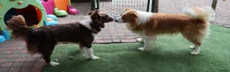 Border Collie honden te koop: Border collie pups met FCI stamboom - Advertentie 4
