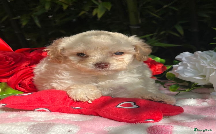 Maltipoo honden - Advertentie 4