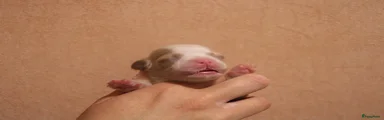 Havanezer Puppy 3