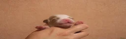 Havanezer honden te koop: Havanezer pups  - Advertentie 4