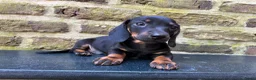 Teckel (korthaar)  honden te koop: Nog drie teckel reutjes  - Advertentie 14