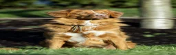 Nova Scotia Duck Tolling Retriever honden te koop: Te koop 4 knappe toller pups allen in optie - Advertentie 4