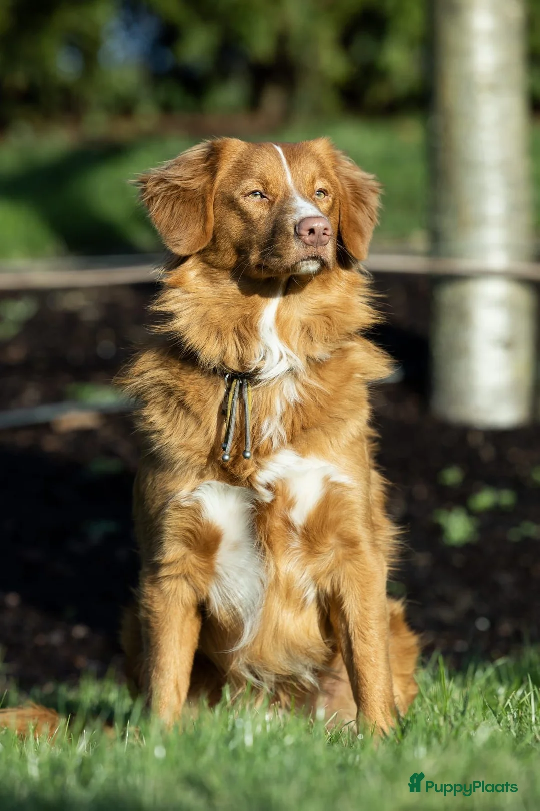 Nova Scotia Duck Tolling Retriever honden te koop: Te koop 4 knappe toller pups allen in optie - Advertentie 4