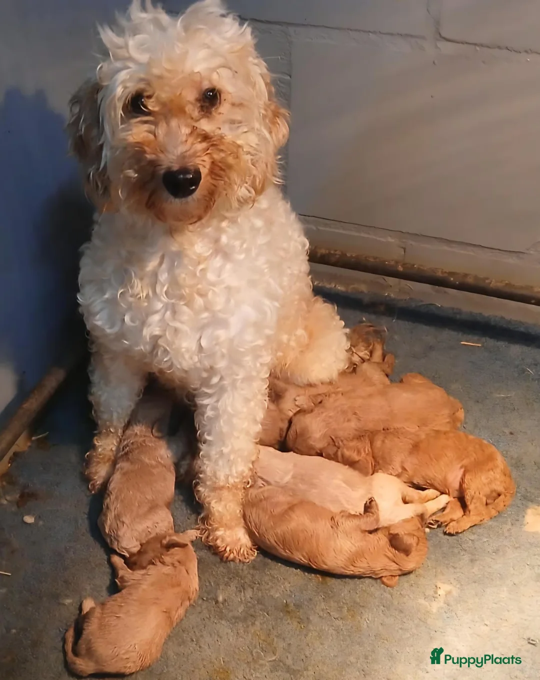 Kruising honden te koop: Labradoodle pups kleine medium F3 abrikoos  - Advertentie 7