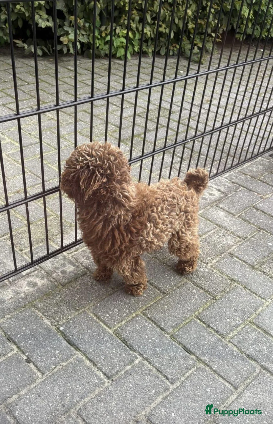 Kruising honden te koop: Prachtige leergierige boompoo's  - Advertentie 34