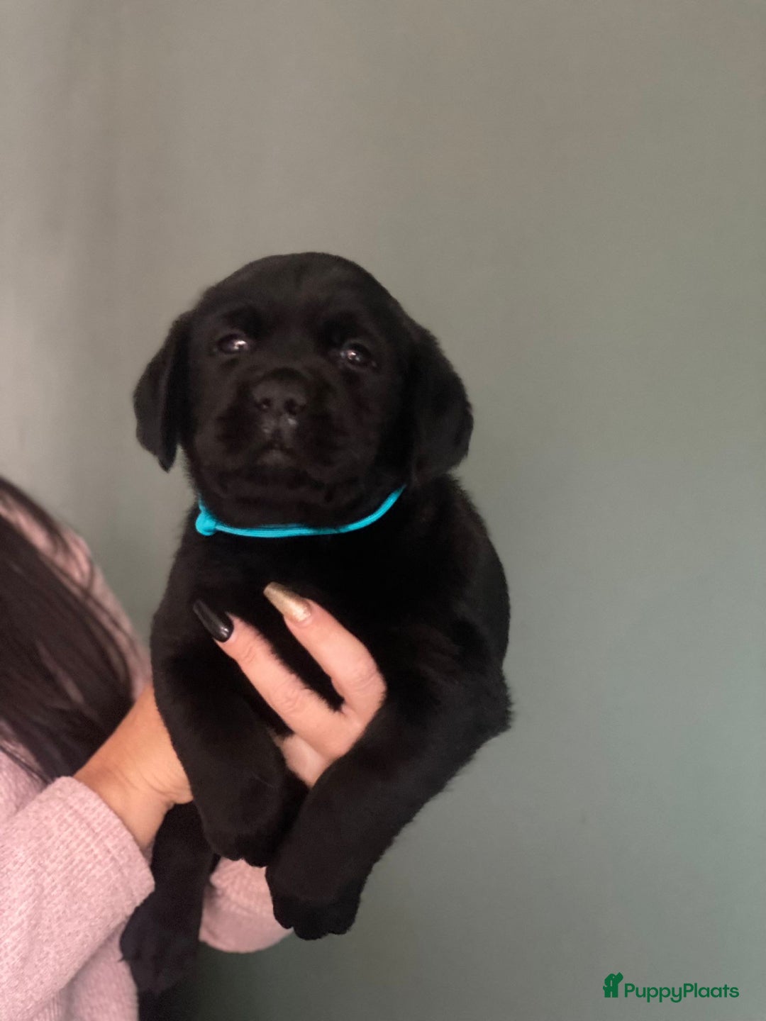 Labrador Retriever honden te koop: NEST AANKONDIGING LABRADOR PUPS - Advertentie 14