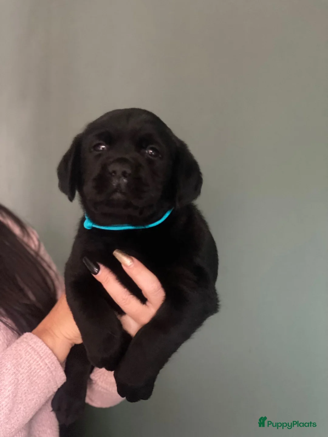 Labrador Retriever honden te koop: NEST AANKONDIGING LABRADOR PUPS - Advertentie 14