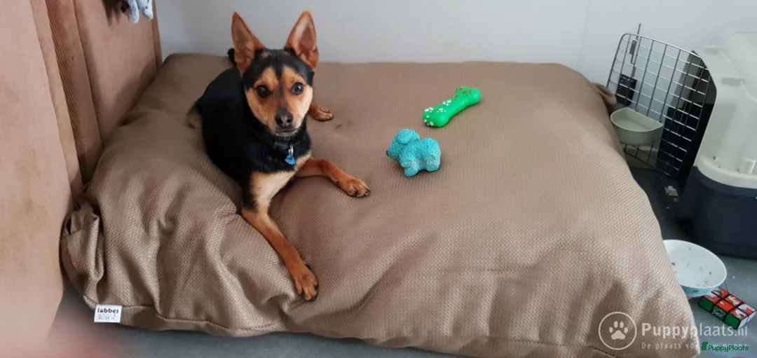 Kruising honden ter dekking: Dekrue aangeboden in Almelo - Advertentie 10