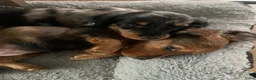 Teckel (langhaar) honden te koop: Teckel pups langhaar kleine dwerg - Advertentie 32