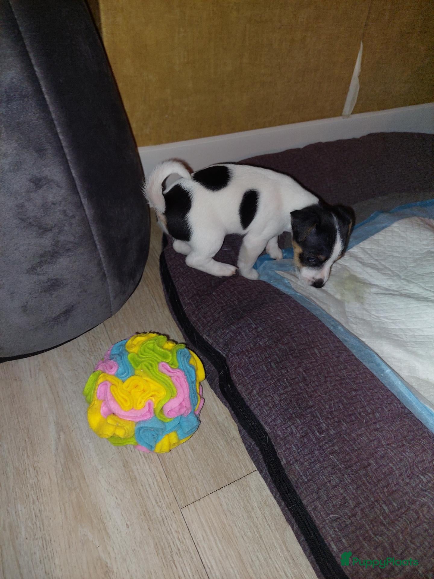 Jack Russel Terriër honden Jack Russels  - Advertentie 1