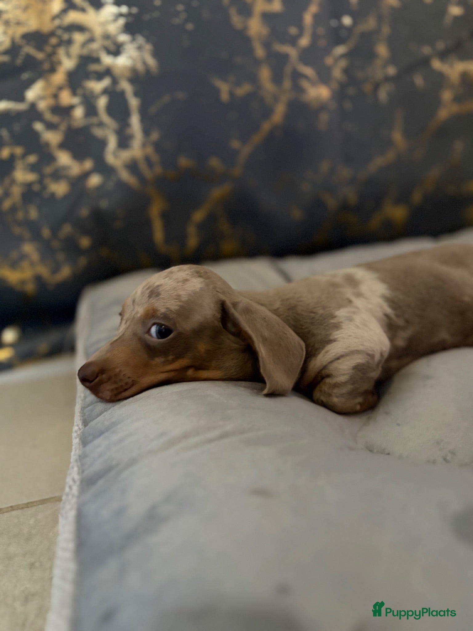 Teckel (korthaar)  honden Merle teckel pupjes. - Advertentie 1
