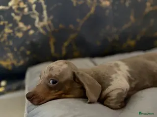 Teckel (korthaar) honden Merle teckel pupjes. - Advertentie 1