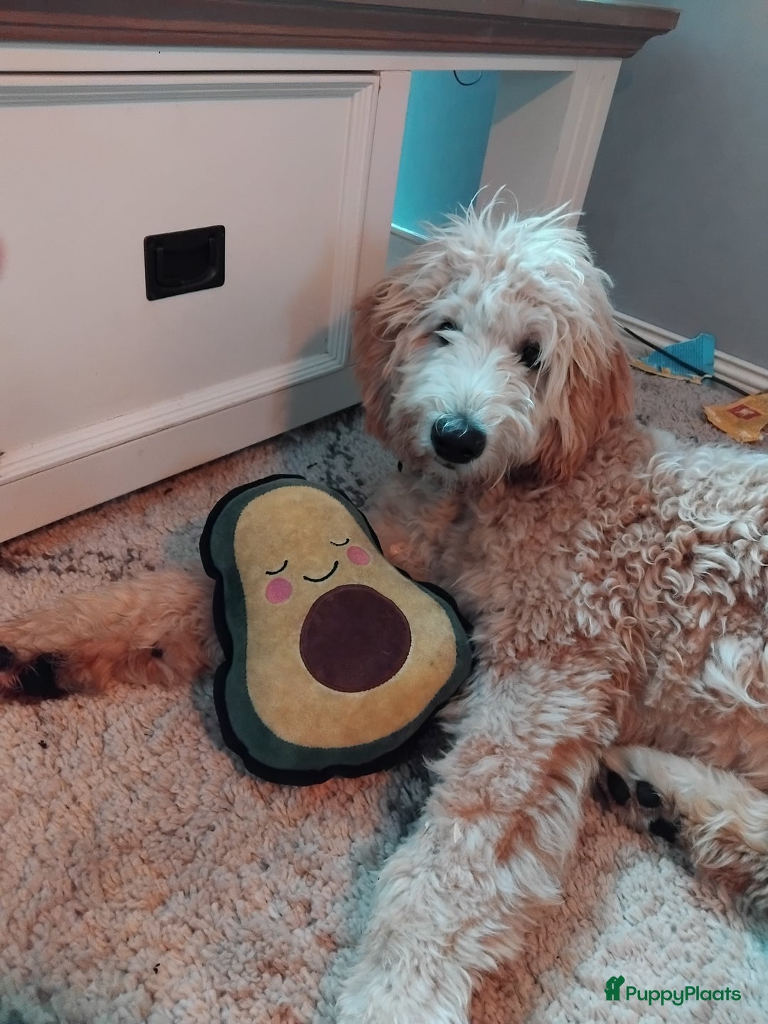 Labradoodle honden te koop: Buddy (Labradoodle 5b) - Advertentie 5