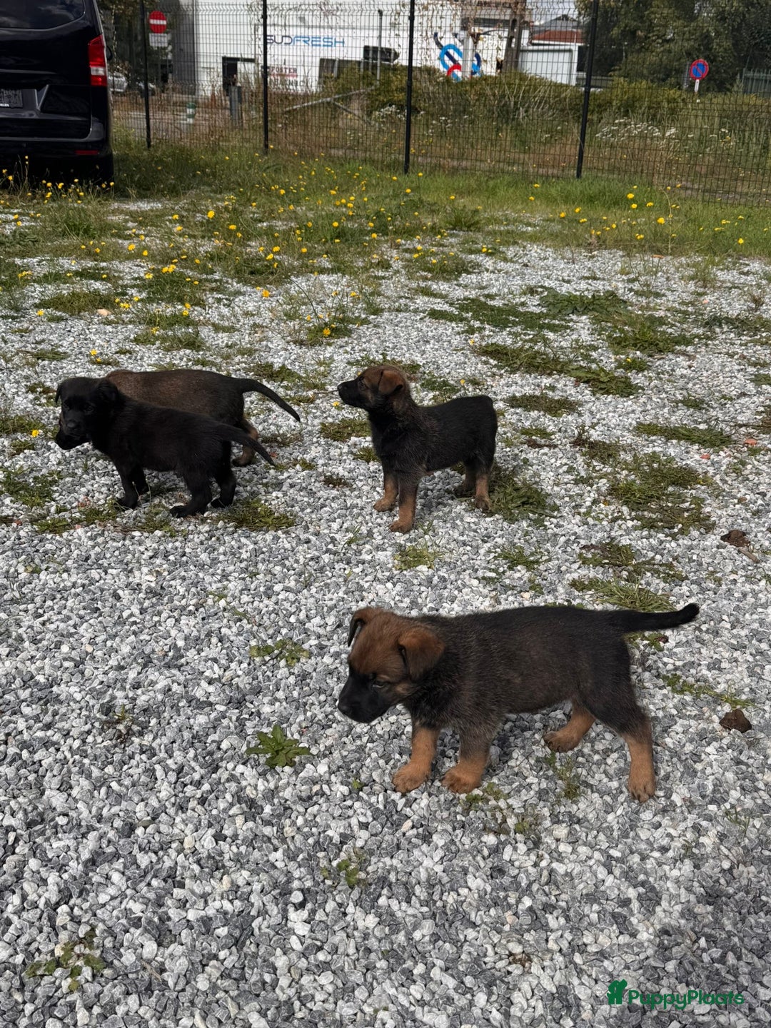 Mechelse Herder honden te koop: Pups van Mechelse en Siberische helders - Advertentie 6