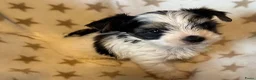 Yorkshire Terriër honden te koop: Biewer reutjes beschikbaar voor reservering - Advertentie 3