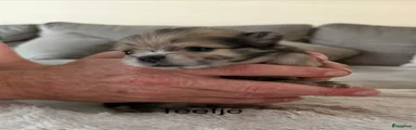 Pomeriaan Puppy 4