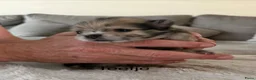 Pomeriaan honden te koop: Pomeriaan pups - Advertentie 4