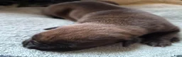 Amerikaanse Bully honden te koop: americanbully xl pup's  - Advertentie 25