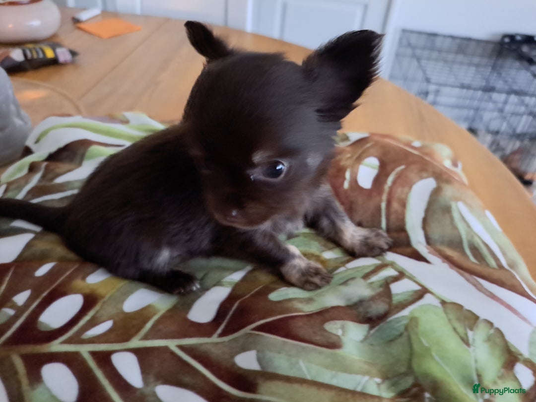 Chihuahua honden te koop: Superleuk nestje chihuahua pupjes van 3 - Advertentie 10