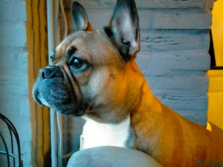 Franse Bulldog honden Wij zijn in blijde verwachting! - Advertentie 1