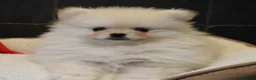 Pomeriaan honden te koop: Pomeriaan pups - Advertentie 15