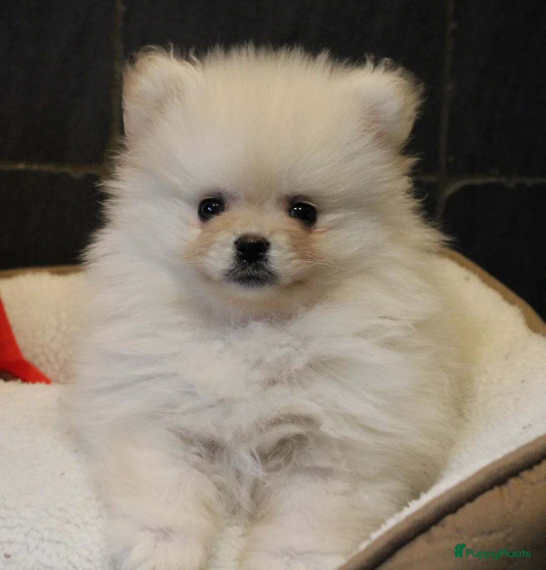 Pomeriaan honden te koop: Pomeriaan pups - Advertentie 15