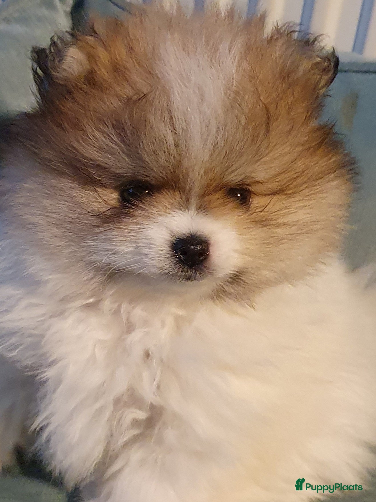 Pomeriaan honden Pomeriaan ouders getest patellaluxatie en cm/sm - Advertentie 1