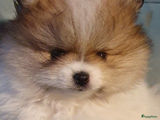 Pomeriaan honden Pomeriaan ouders getest patellaluxatie en cm/sm - Advertentie 1