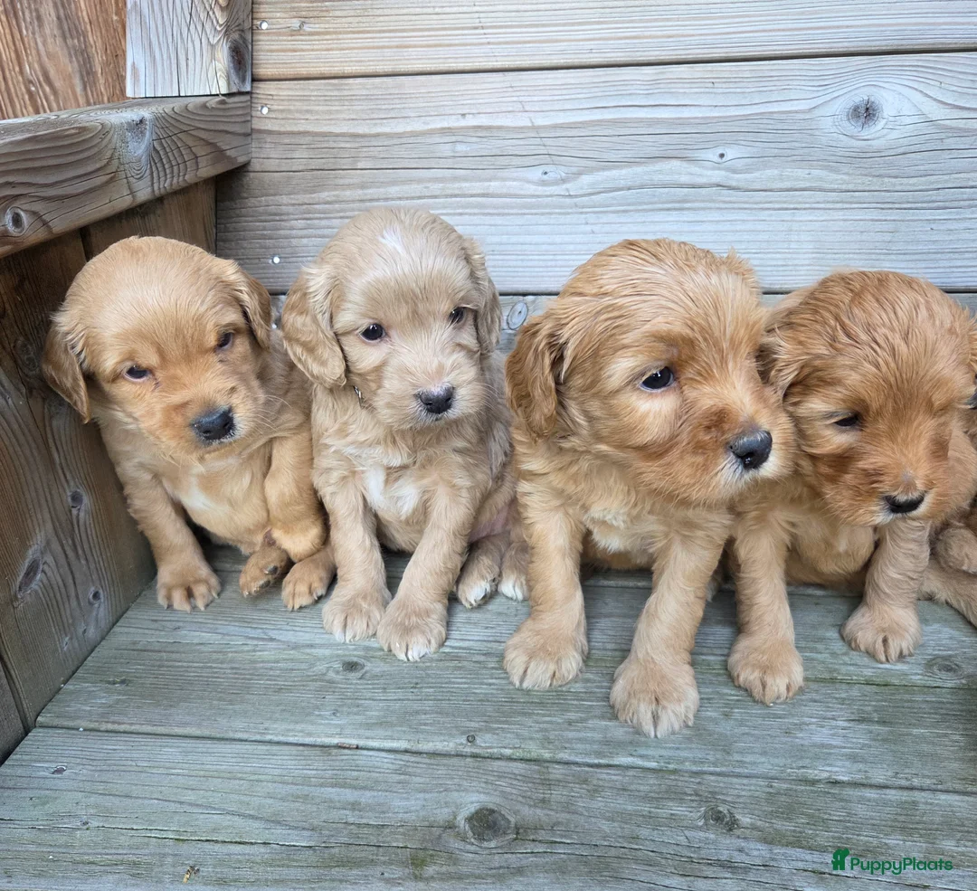 Kruising honden te koop: Labradoodle x Goldendoodle pups - Advertentie 4