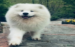 Samojeed honden te koop: Nestaankondiging Samojeedpups begin Augustus - Afbeelding 14