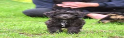Kruising honden te koop: 6 (nog5!) Prachtige york/shihtzu x poedel pups - Advertentie 5