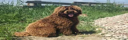 Australian Labradoodle honden te koop: Medium Chocolade labradoodles met Australian bloed - Advertentie 5