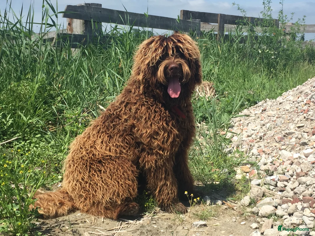 Australian Labradoodle honden te koop: Medium Chocolade labradoodles met Australian bloed - Advertentie 5