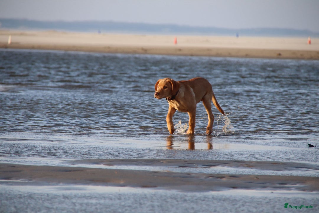 Labrador Retriever honden te koop: Te koop mooie labrador reu - Advertentie 7