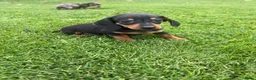 Teckel (korthaar)  honden te koop: Kortharige dwergteckel pups  - Advertentie 8