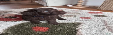 Labradoodle reutje