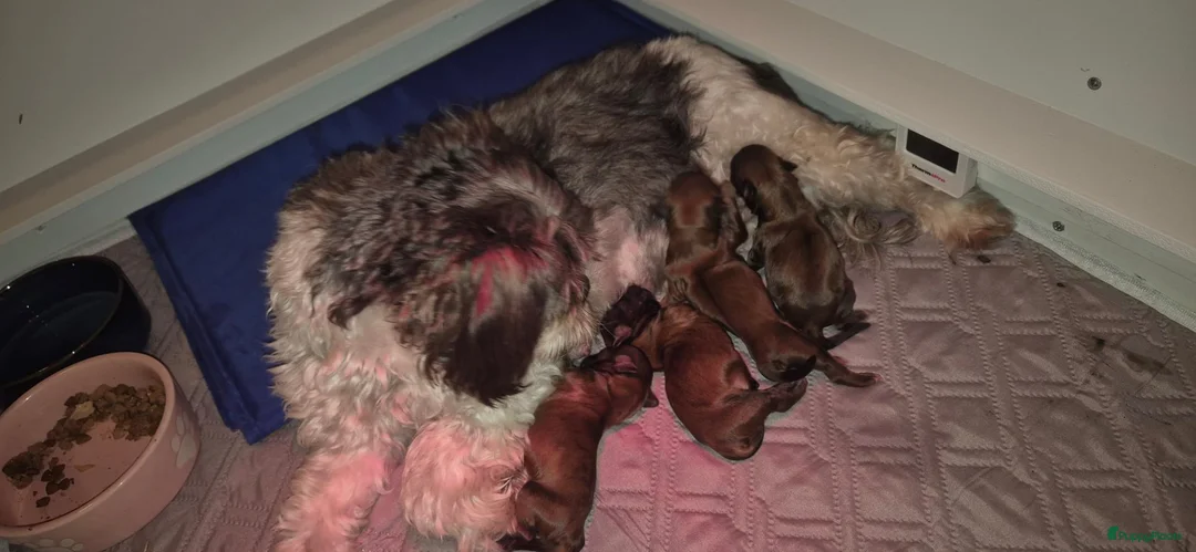 Kruising honden te koop: Boomer x Toy Poodle pups - Advertentie 6