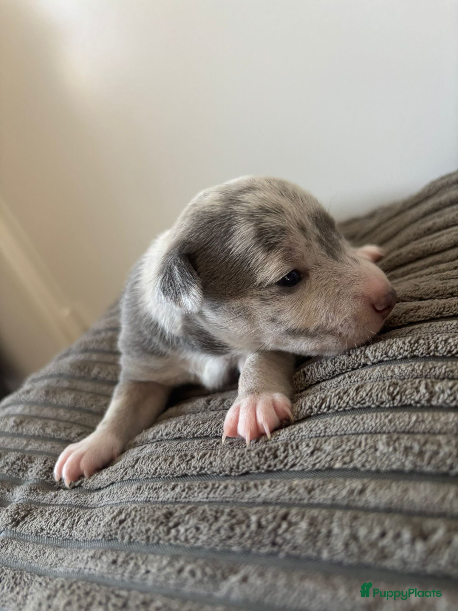 Jack Russel Terriër honden Gezonde Jack russell pups te koop - Advertentie 1