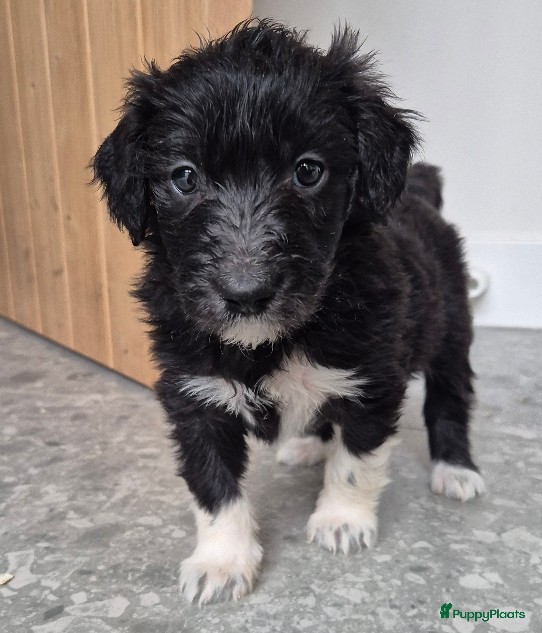 Kruising honden Bordoodle pups (F1) te koop! - Advertentie 1