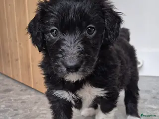 Kruising honden Bordoodle pups (F1) - Verhaart nauwelijks! - Advertentie 5