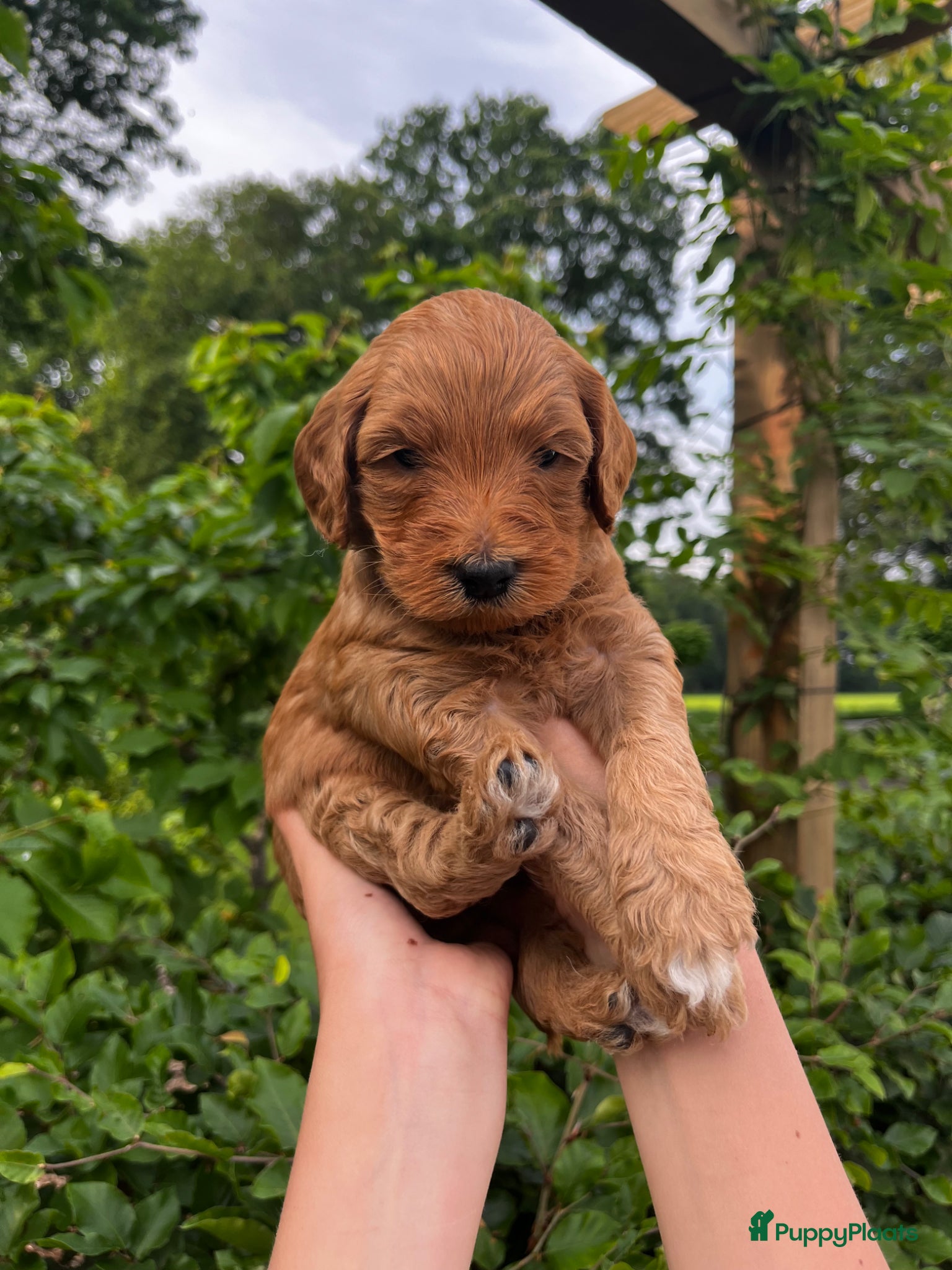 Australian Labradoodle honden te koop: Australian labradoodle pups - Advertentie 6