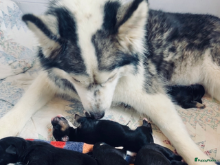 Kruising honden Lieve puppies te koop - Advertentie 1